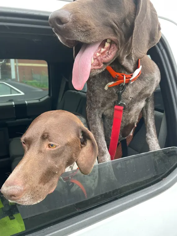 Two dogs looking out of an open car window